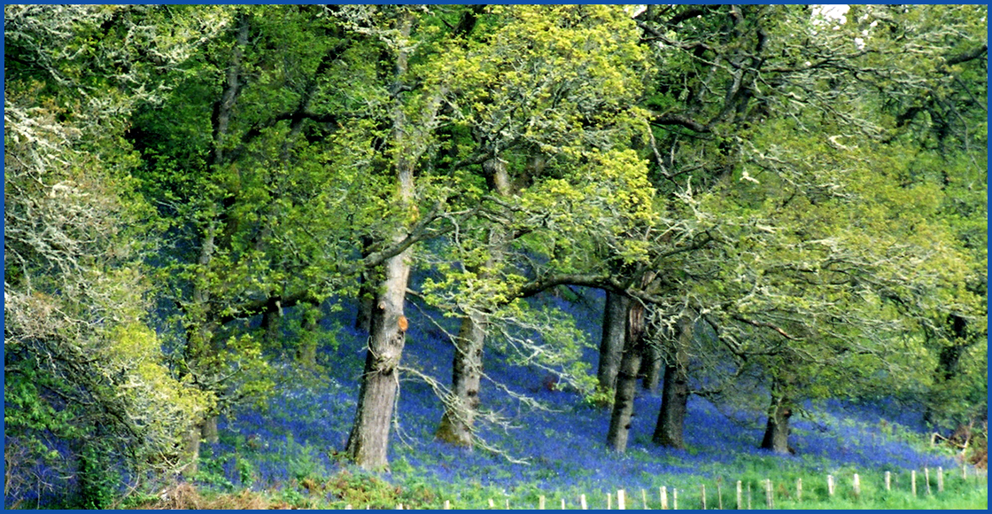 Bluebells Culloden